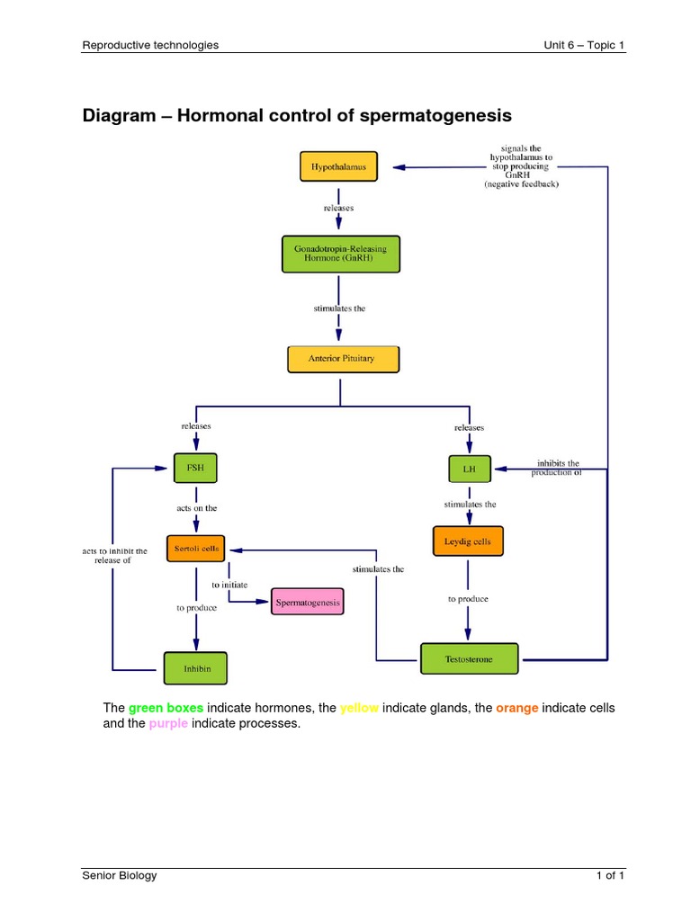 Hormonal Control of Spermatogenesis Diagram | PDF