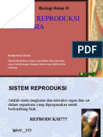 Reproduksi Manusia