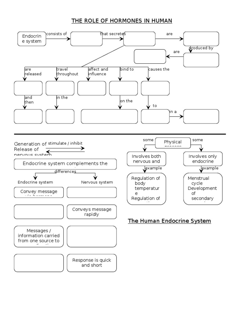 The Role of Hormones in Human | PDF | Hormone | Endocrine System