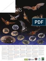 Miniopterus Australis Poster