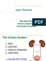Anatomi Urinarius