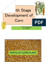 Growth Stage Development of Corn