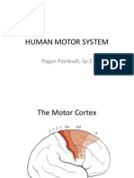 Human Motor System
