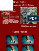 TemuPutih