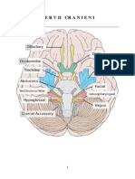 Anatomia Creierului-NERVII CRANIENI