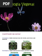 classificação das plantas e ciclos