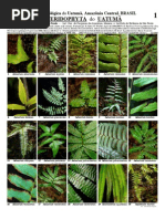 Guia_pteri_UAT