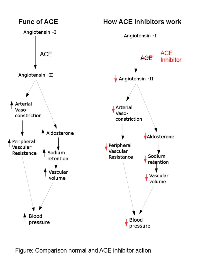 ACE Inhibitors and Blood Pressure Regulation | PDF