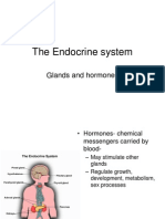 The Endocrine System - 2