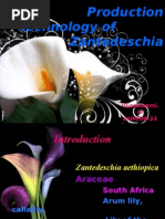 Production Technology of Zantedeschia