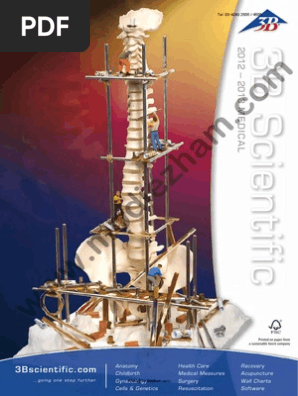 Nursing Catalog 3b Scientific Hand Limbs Anatomy