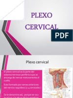 Plexo Cervical