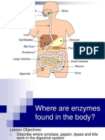 enzymes in digestion