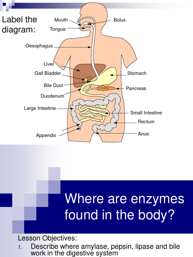 Enzymes in Digestion PDF Digestion Human Digestive System