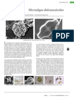 02 Microalgas Dulceacuicolas