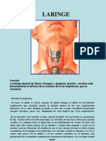Medicina - Anatomia Laringe
