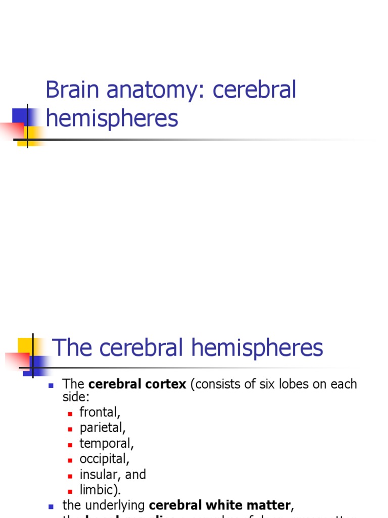 Cerebral Hemispheres Anatomy Overview | PDF