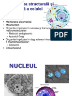 NUCLEUL