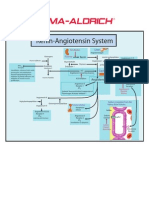 Renin - Angiotensin