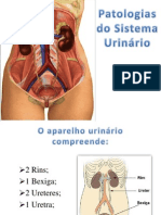 Apresentação Patologias Do Sistema Urinario