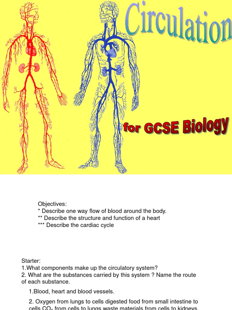 Circulation Heart Valve Circulatory System