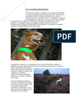 PODENCO ANDALUZ