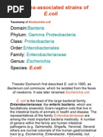 Download Microbiology Lecture - 11 EColi by Chris Queiklin SN19590908 doc pdf
