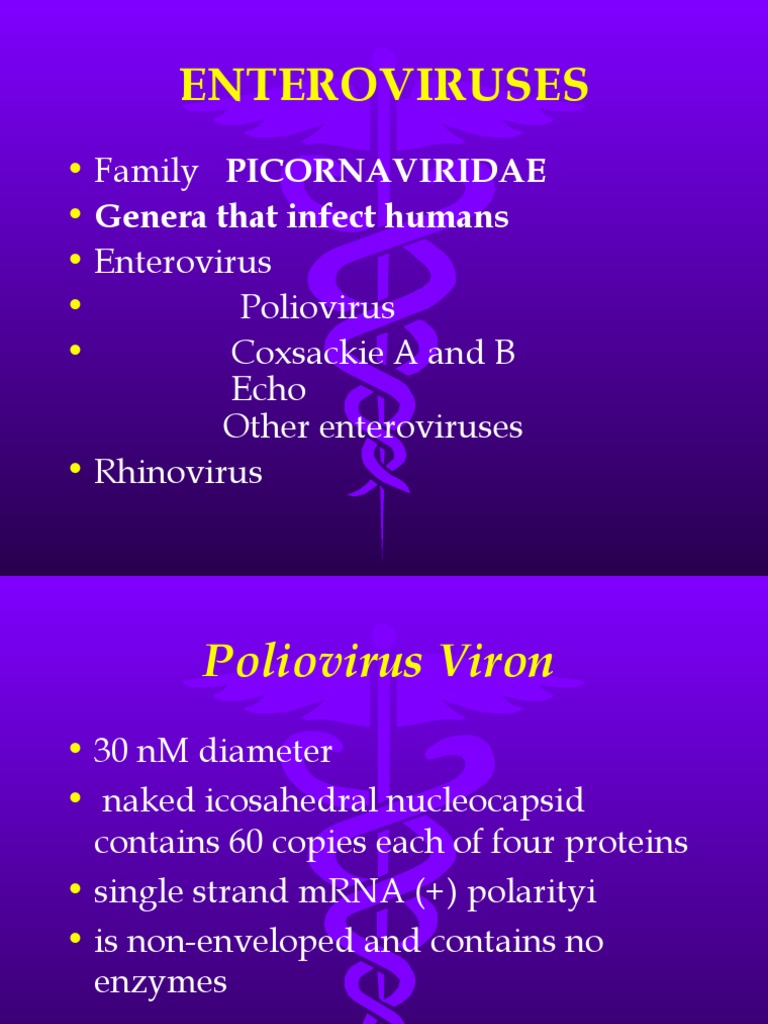 Microbiology Lecture - 20 Enterovirus & Hepatitis | PDF | Virus | Hepatitis