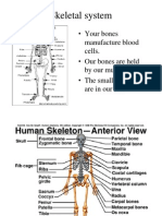 Skeletal and muscular system overview