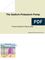 The Sodium-Potassium Pump: Process Diagrams Step-by-Step