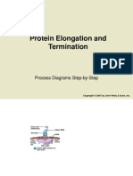 Protein Elongation and Termination: Process Diagrams Step-by-Step