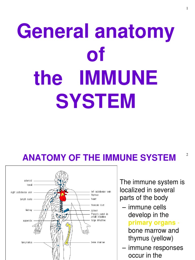 General Anatomy of The Immune System | PDF | Innate Immune System ...