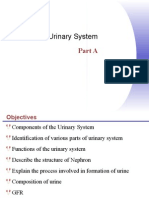 The Urinary System Part 1