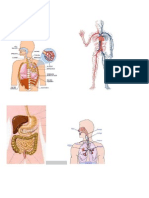 APARATO Respiratorio