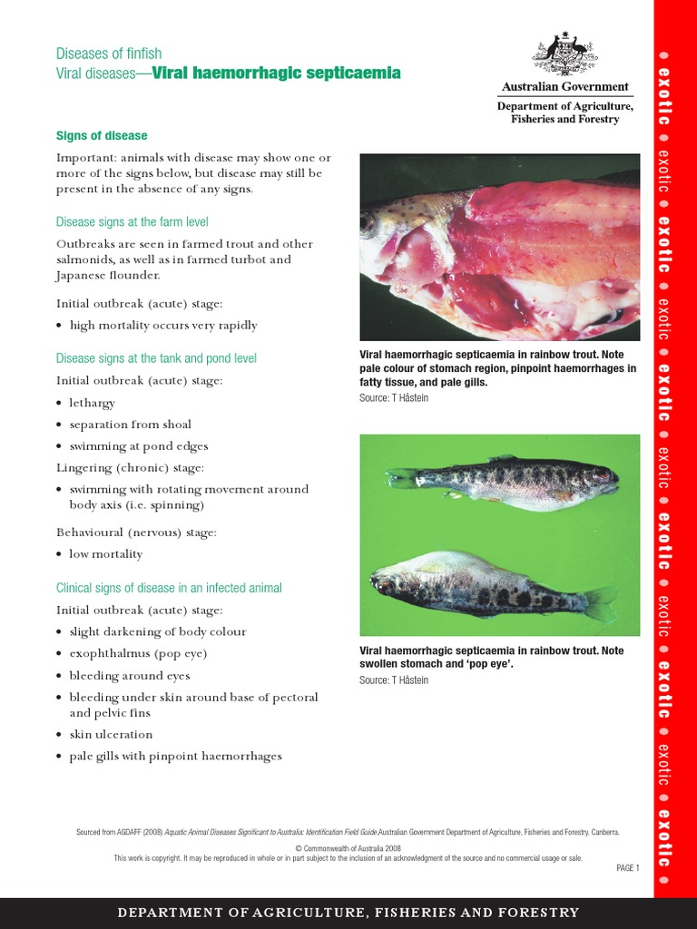 Viral Haemorrhagic Septicaemia in Fish | PDF