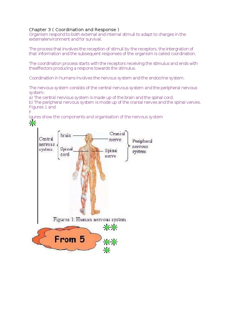 Coordination and Response in Organisms | PDF | Nervous System ...