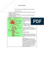 Fisiologia Renal