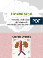 Sistema Renal UCC Red