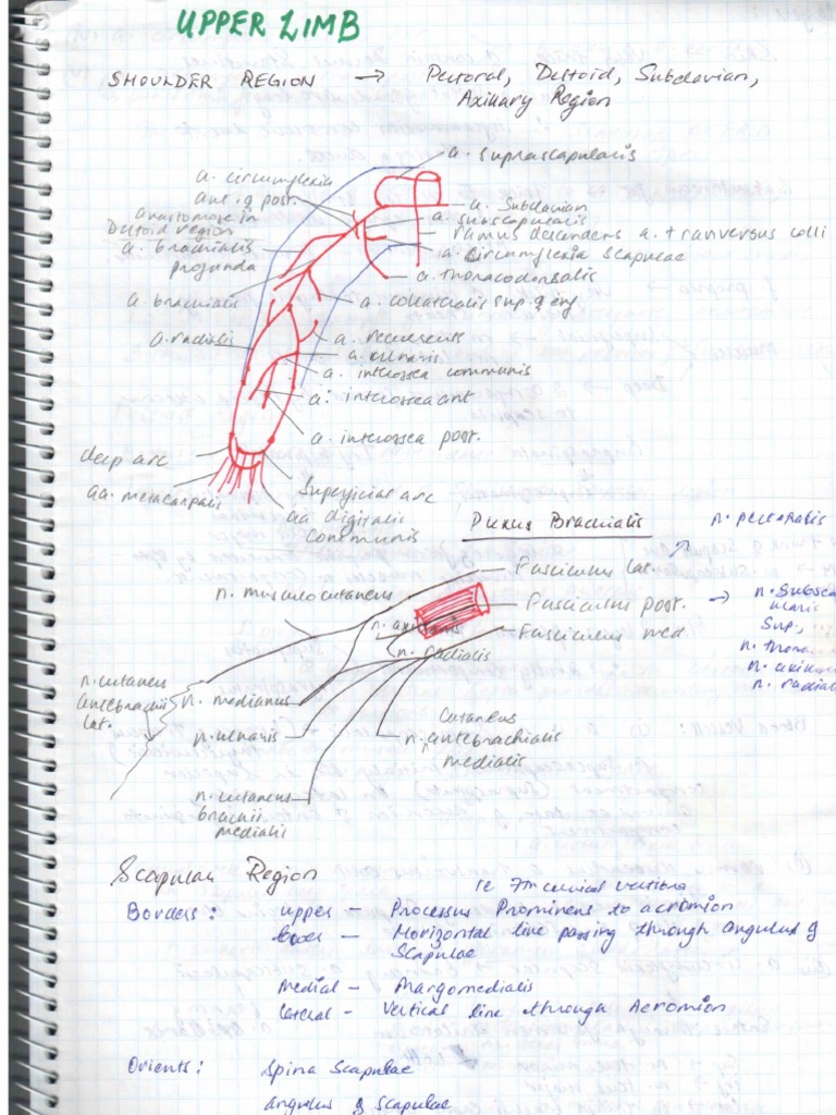 Clinical Anatomy Upper Limb | PDF