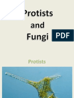 Protists and Fungi