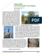 Eucalyptus Pellita 2010 Ebook PDF