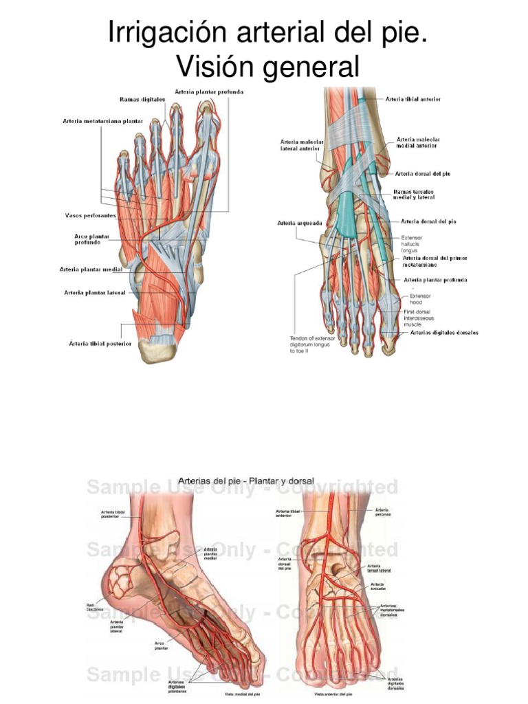 Art | PDF | Pie | Extremidades (anatomía)