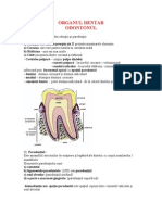 Pulpa Dentara