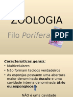 filo porifera