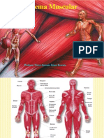 Sistema Muscular