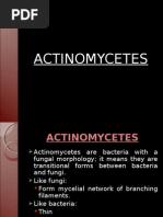 Download ACTINOMYCETES by Dhaval SN19801891 doc pdf