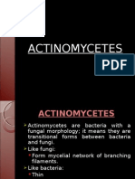 ACTINOMYCETES