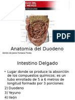 Anatomía Del Duodeno