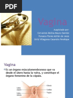 Vagina