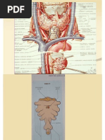 NeuroendocrinologiaII